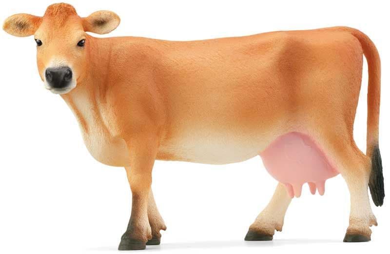 Jersey Cow