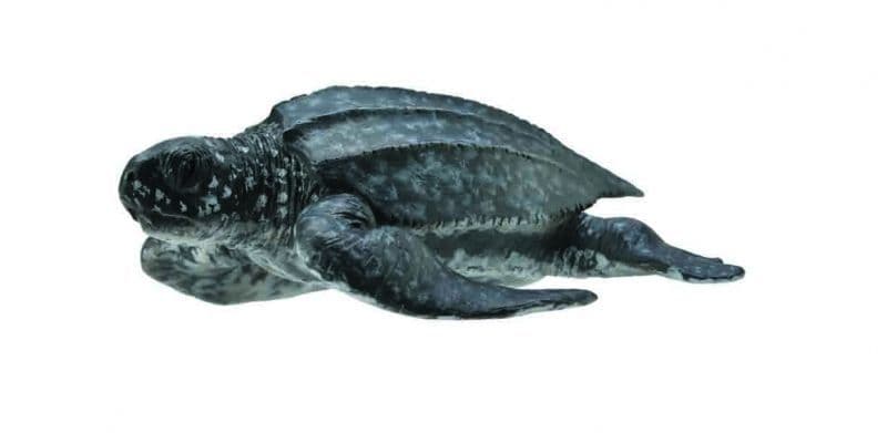 Leatherback Sea Turtle