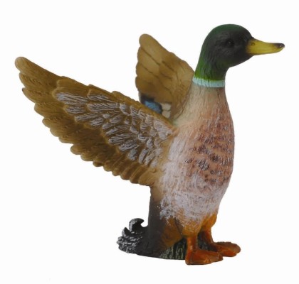 Mallard Duck - Male