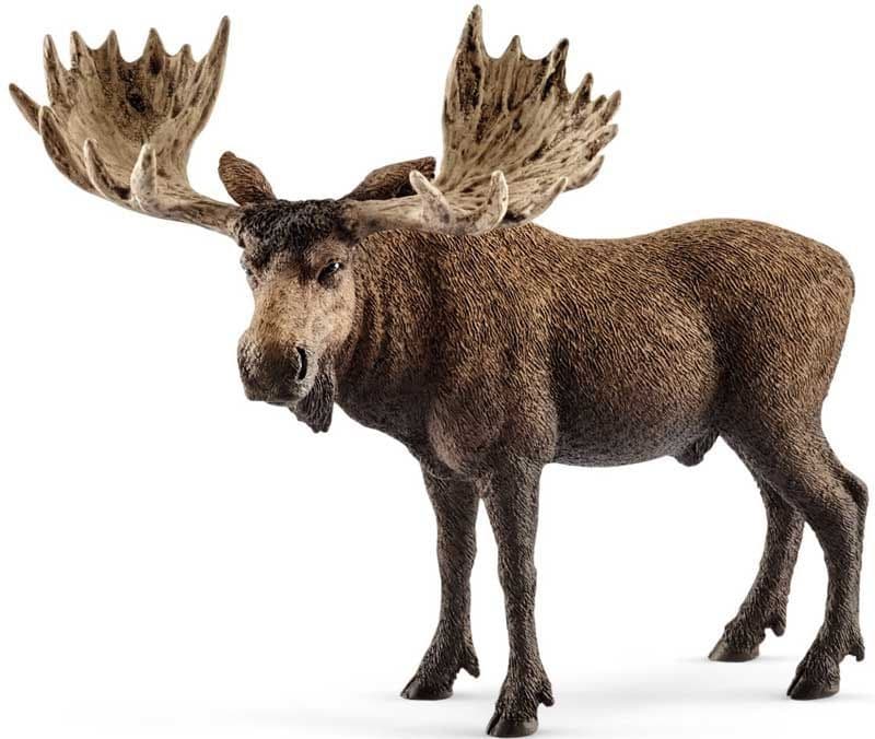 Moose Bull