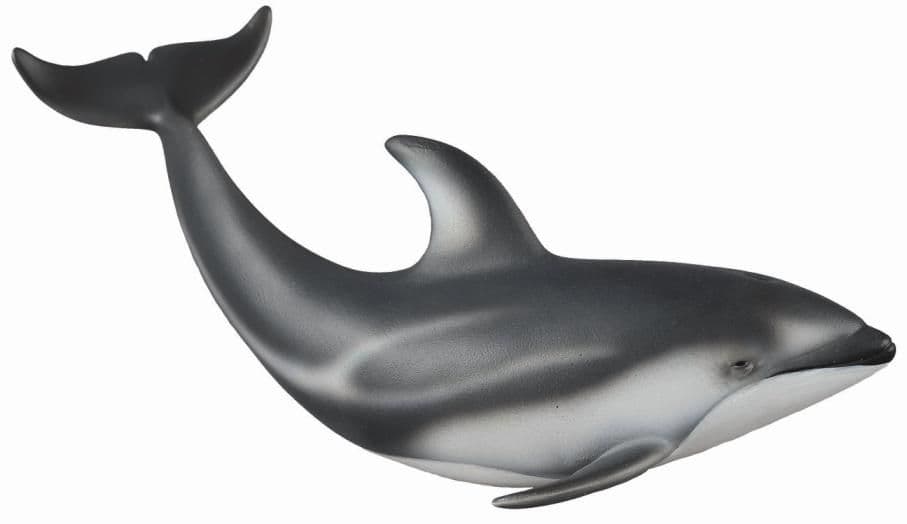 Pacific Whitesided Dolphin