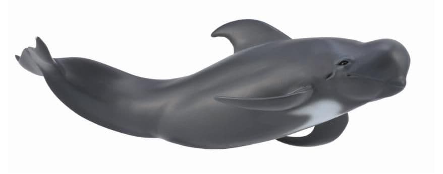 Pilot Whale