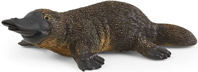 Platypus