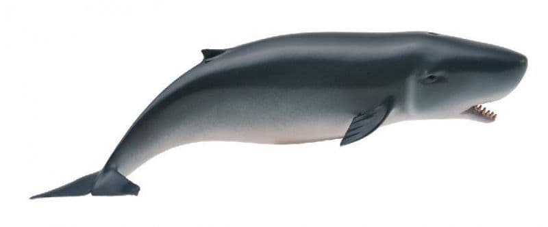 Pygmy Sperm Whale