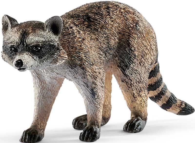 Raccoon