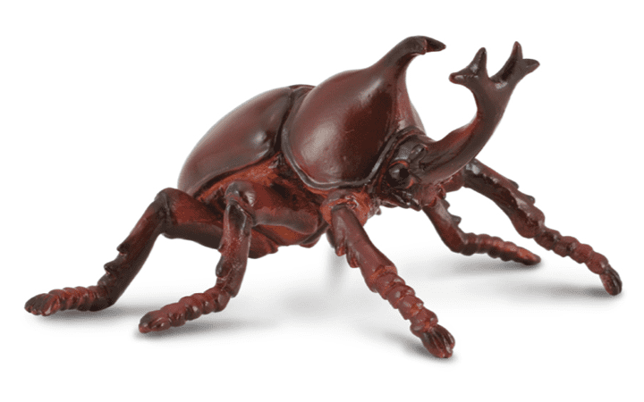 Rhinoceros Beetle