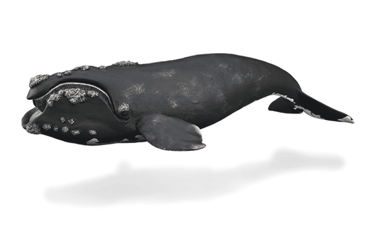 Right Whale