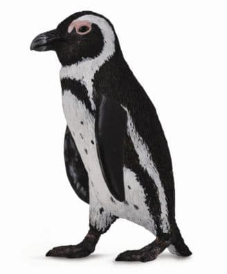 South African Penguin