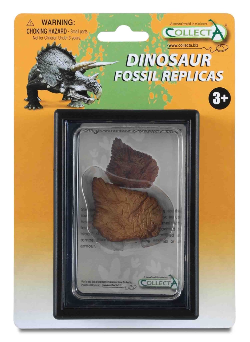 Stegosaurus Dorsal Plate Replica In Display Case