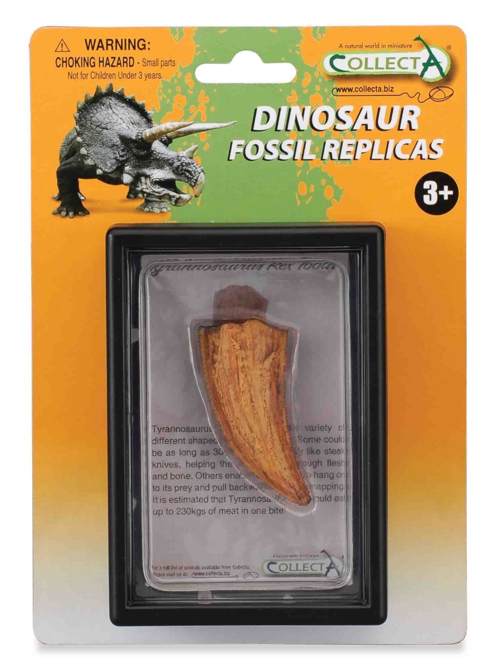 Tyrannosaurus Rex Side Tooth In Display Case