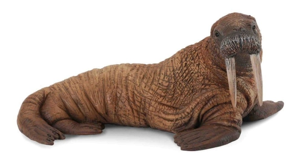 Walrus