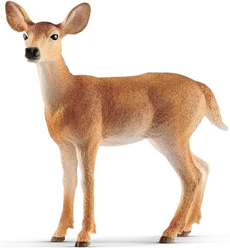 White-tailed doe