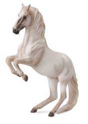 Lipizzaner Stallion