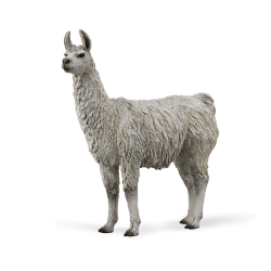 Llama