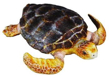 Loggerhead Turtle