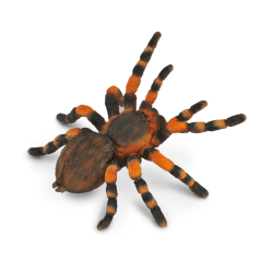 Mexican Redknee Tarantula