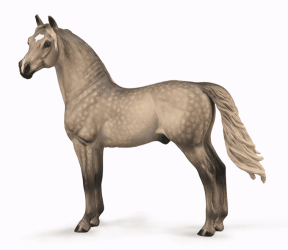 Morgan Stallion - Silver Grulla