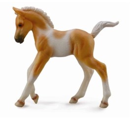 Pinto Foal Walking -Palomino