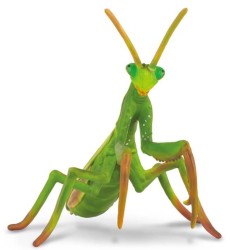 Praying Mantis