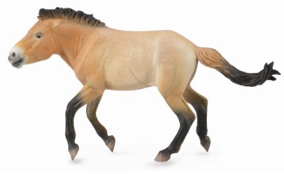 Przewalski Stallion