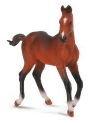 Quarter Horse foal - Bay