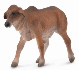 Red Brahman Calf