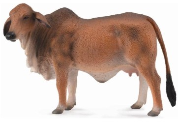 Red Brahman Cow