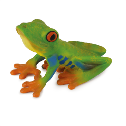 Redeyed Tree Frog