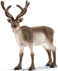 Reindeer