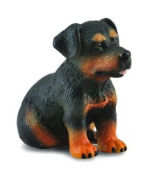 Rottweiler Puppy