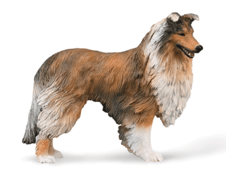 Rough Collie