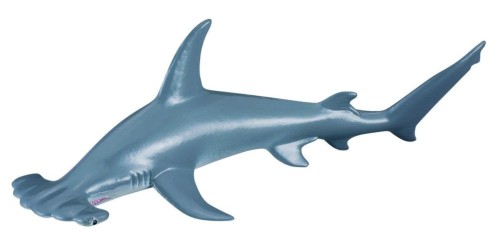 Scalloped Hammerhead Shark