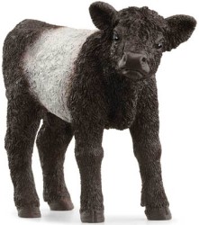 Galloway Calf