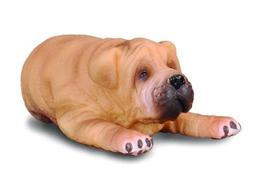 Shar Pei  Puppy