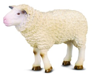 Sheep