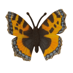 Small Tortoiseshell