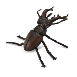 Stag Beetle