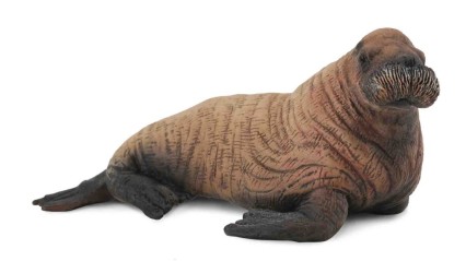 Walrus Calf