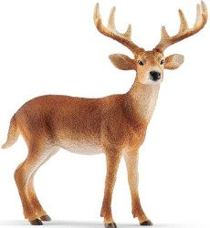 White-tailed buck