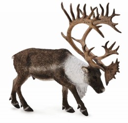 Woodland Caribou