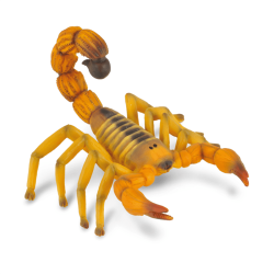 Yellow Fattailed Scorpion